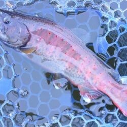 かっこいい魚がいっぱい ～岡崎トラウトポンド～